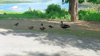 Black Ducklings Hanging in There 🐥🐥🐥🐥🐥 [upl. by Epolulot]