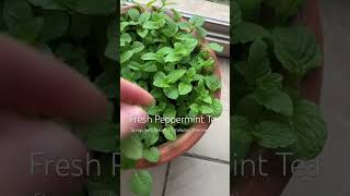 How to Make Fresh Peppermint Tea ibs drinkmorewater fallrecipes tealover recipe pepperminttea [upl. by Macrae]