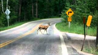 Woman calls about Deer Crossing Signs [upl. by Min]