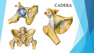 Artrocinemática Cadera [upl. by Etnovaj]