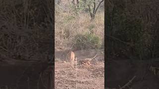 Sariska tiger reserve [upl. by Ingamar]