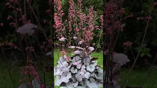 🌹¹⁸☆ Saxifragales •¹⁴ Saxifragaceae ▪︎ Heuchera villosa ‘Silver Gum Drop’ Observed in Description [upl. by Dnaltiac]