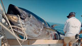 MASSIVE 10ft Tuna We Broke a Record Commercial Bluefin Tuna Fishing [upl. by Stinson]