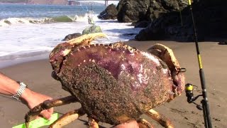 First Dungeness Crabs of 20162017 Season [upl. by Lishe]