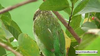 Brown Headed Barbet Eating Tinospora Cordifolia Fruits [upl. by Hamrnand]