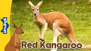 Meet the Animals  Marsupials  Red Kangaroo  Stories for Kindergarten [upl. by Ayhdiv661]