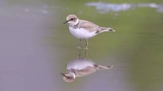 Little Ringed Plover [upl. by Alexandros]