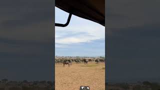 Huge Wildebeest Stampede Serengeti Safari [upl. by Ysdnil]