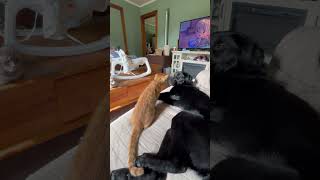 Cat attacks new adopted dog [upl. by Edik739]