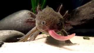 Axolotl Eating EARTHWORM [upl. by Kellia]