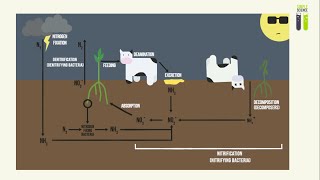 IGCSE Biology Revision  Part 13  Nitrogen Cycle [upl. by Ammeg]