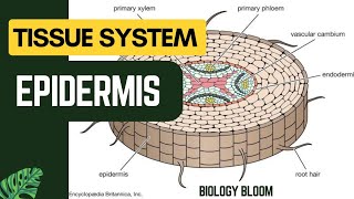 Epidermis  Plant Tissue System  Biology Bloom [upl. by Anirbac]