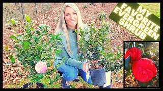 How To Grow Camellias  Camellia Japonica vs Sasanqua [upl. by Annette]