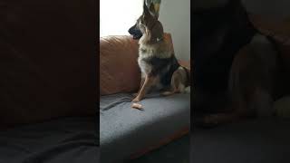 dog gsd gsds puppy gsdpups protection germanshepherd fy jumpscare gsdlove pd [upl. by Eiuqram]