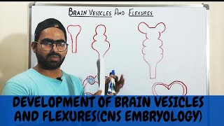 BRAIN VESICLES AND FLEXURES DEVELOPMENT  CNS EMBRYOLOGY [upl. by Meri]