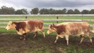 DKF HEYWOOD HEREFORD X SHORTHORN COWS amp CALVES [upl. by Legnalos]