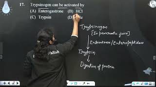 Trypsinogen can be activated by [upl. by Akenom]