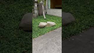 The Noguchi Museum 6 of 21 Astoria Queens NYC Wednesday September 25 2024 [upl. by Yllor499]