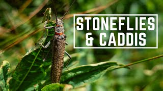 Dry Fly Fishing Stoneflies amp Caddis [upl. by Ulric]