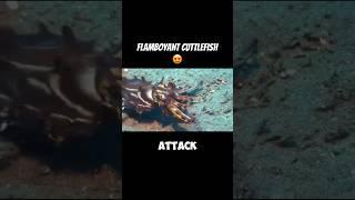 THE FLAMBOYANT CUTTLEFISH  Quick Shooters 🤓 [upl. by Ecnar]