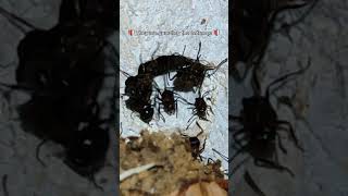 Myrmicaria Brunnea insects fourmis ants antkeeping animals antfarm nature myrmicaria [upl. by Ruiz]