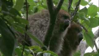 A voice of their own Titi monkeys [upl. by Atsirt]