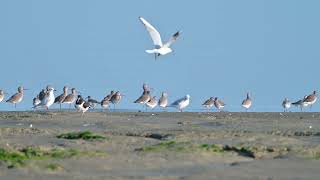 Blacktailed Godwits amp Bartailed Godwits resting  Voorland Nummer Een Netherlands 26102024 [upl. by Rhetta937]