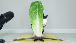 Rabbit Destroys Lettuce Leaf Bigger Than He Is  Rabbit Eating ASMR [upl. by Ennaeel731]