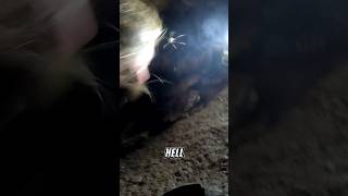 Attacked by crickets in an Amish cave 😱 caveexploration natureadventure caves [upl. by Renferd]