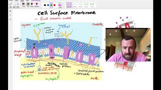 AS Biology  DNA semiconservative replication OCR A Chapter 39 [upl. by Micki]