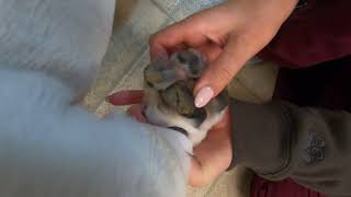 Bulldog Crusty Toe Pads Hyperkeratosis by Dr Kraemer Vet4Bulldog Bully Specialist [upl. by Lede]