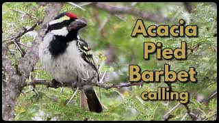 ACACIA PIED BARBET calling its loud nasal call [upl. by Fleta]