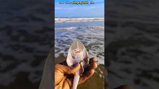 Saved low Tide stingray fish stingray localboy abhifishinglife fishing saving shorts [upl. by Greenes]