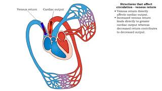 Structures that affect circulation  venous return [upl. by Yenaled855]