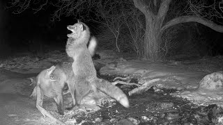 MATING FOXES Caught on live camera  Extremely rare Footage [upl. by Alleinad]