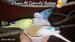 My budgies colony feeding 😍🧿🫶viralvideobirdsbudgie [upl. by Assital]