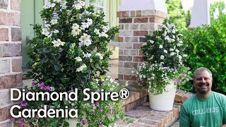 Diamond Spire® Gardenia [upl. by Lyram]