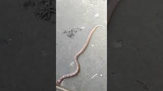 Common wolf karit snake 🐍 rescue and realese nonvenom snake 🐍 shortvideo youtubeshorts wildlife [upl. by Pontone]