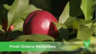 Fresh Ontario Nectarines [upl. by Engel419]