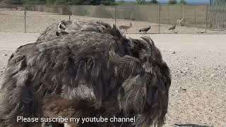 OSTRICH  Ostriches are large flightless birds [upl. by Dinnage]