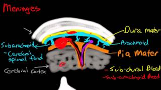 Meninges [upl. by Eessac]