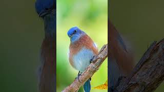 Western Bluebird [upl. by Rosenblatt]