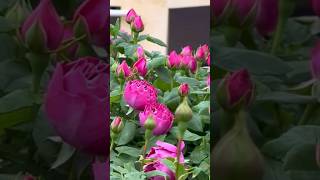 How beautiful climbing rose flowers [upl. by Annodam]