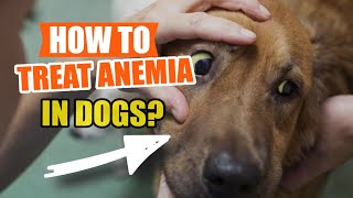 🩸HOW TO Treat ANEMIA in DOGS 🐶Causes of Anemia [upl. by Eetnahc]