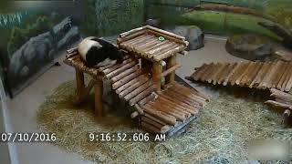 Toronto Zoo Giant Panda Cub Fall Compilation  Funny Pandas [upl. by Akenn]