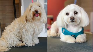 Cute Maltese Transformation  Grooming Maltese [upl. by Zerdna]