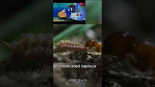 This caterpillar has a deadly trick caterpillar animalfacts insects [upl. by Semela]