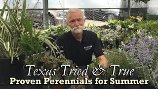 TX Tried amp True Proven Perennials for Summer Part 2 [upl. by Townie]