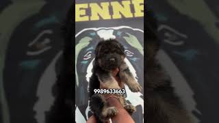 Rocky Kennel Hyderabad German Shepherd Puppies 9989633663 germanshepherd ytshorts trending short [upl. by Tripp]