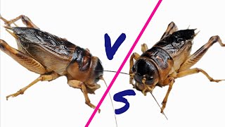 The match between two cricketers is eyecatching  the weaker will fall 🦗🦗  Tropical Forest Bees [upl. by Atcliffe]